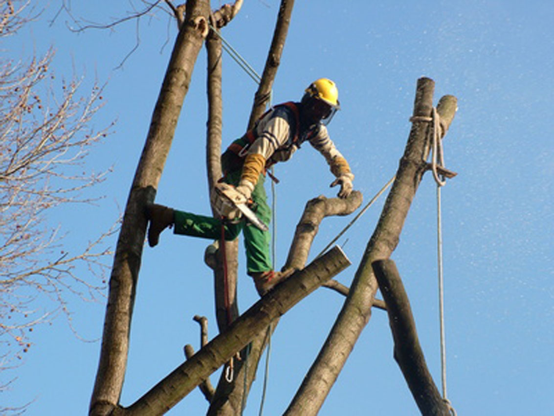 Taille et élagage d’arbres